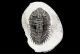Coltraneia Trilobite Fossil - Huge Faceted Eyes #75457-5